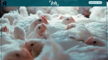 سعر الفراخ البيضاء اليوم في المزارع والأسواق يشهد ارتفاعًا ملحوظًا